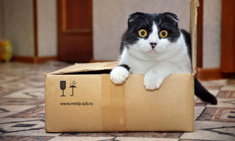 Moving House With Pets – Removals Advice from Roberts & Denny’s
